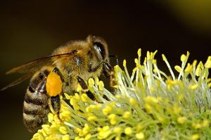 pollen abeilles bienfaits