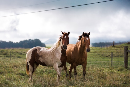 découvrez nos astuces pratiques pour choisir la meilleure assurance chevaux. protégez votre équidé grâce à des conseils experts pour assurer sa santé et votre tranquillité d'esprit.