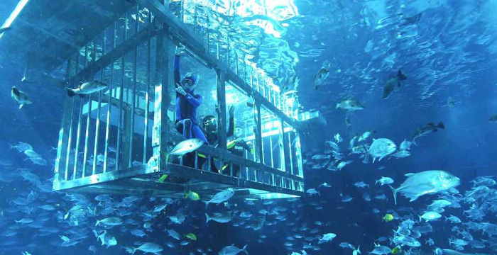 découvrez l'aquarium de dubaï, une merveille sous-marine où vous pourrez admirer des milliers d'espèces marines. explorez des tunnels en verre, des expositions interactives et vivez une expérience inoubliable au cœur de l'un des plus grands aquariums du monde.