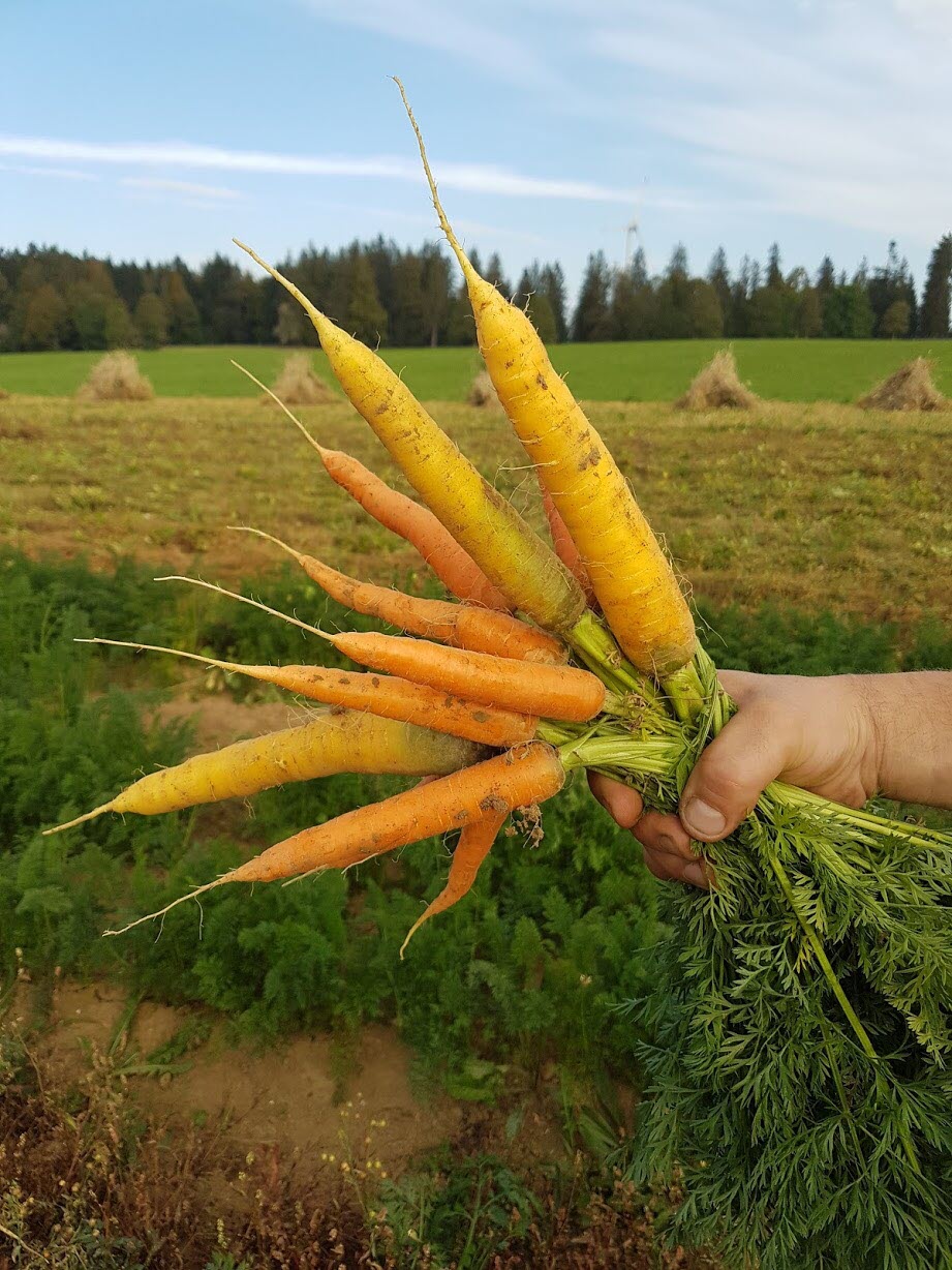 découvrez l'univers fascinant de la carotte à travers notre aventure gastronomique. explorez des recettes innovantes, des astuces de chefs et des associations surprenantes qui mettent en valeur ce légume aux multiples facettes. rejoignez-nous pour une expérience culinaire inoubliable!