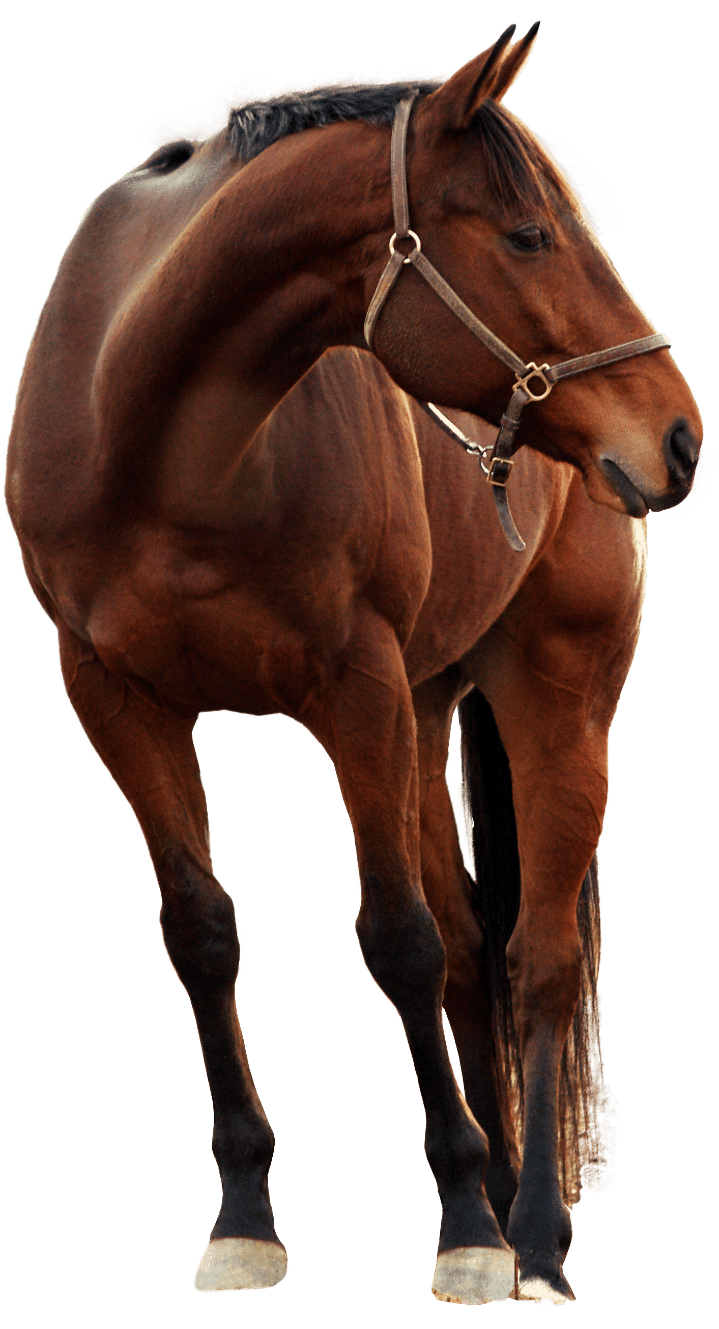 découvrez notre comparatif des meilleures assurances pour chevaux. analysez les différentes options, tarifs et garanties pour protéger votre compagnon équin avec sérénité.