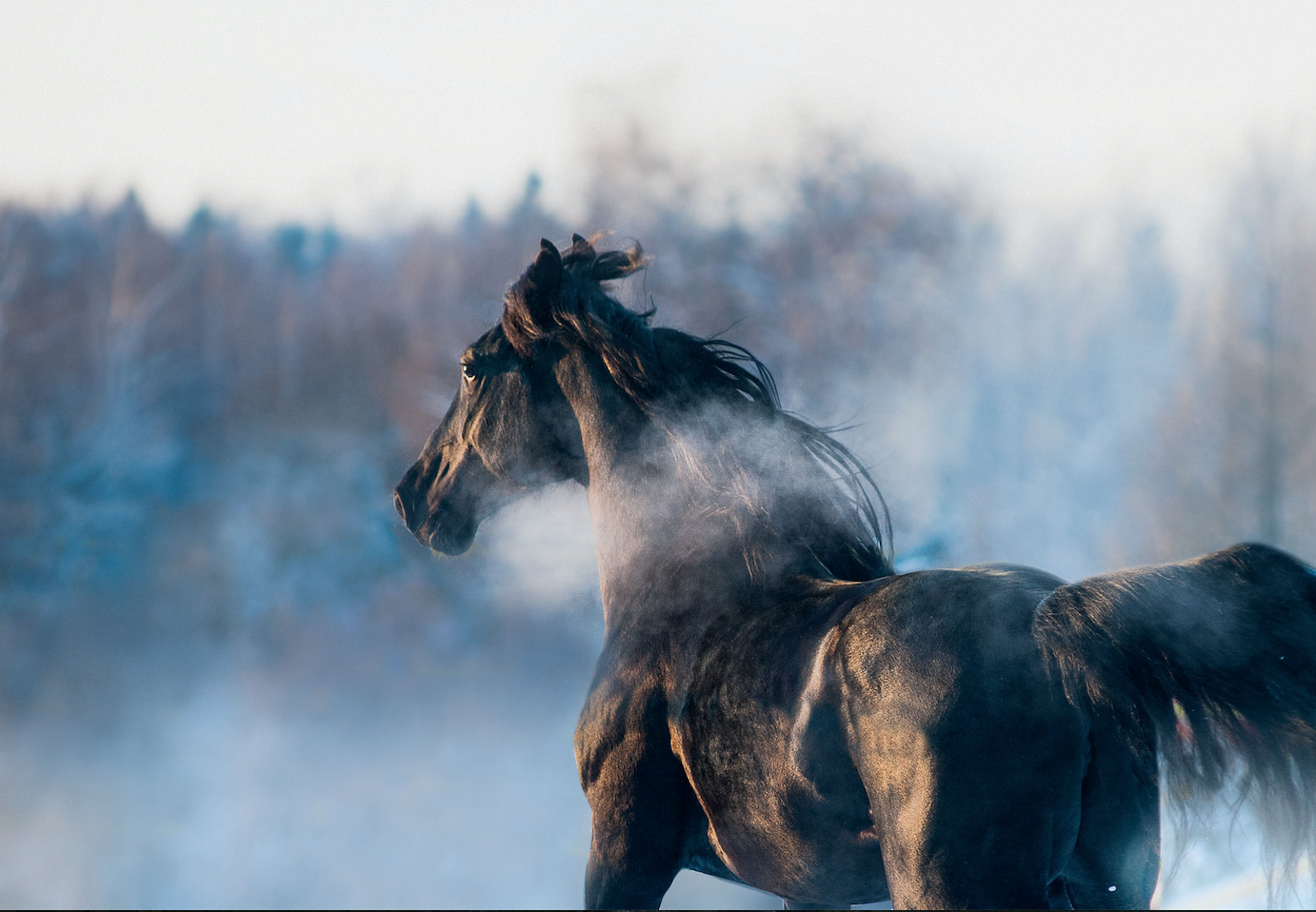 découvrez les erreurs courantes à éviter lors de la souscription d'une assurance pour votre van équipé pour chevaux. assurez la sécurité et le bien-être de vos équidés en choisissant la couverture adaptée à vos besoins.