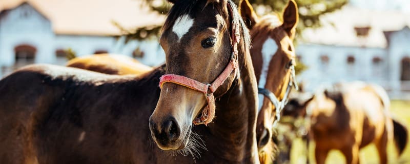 découvrez nos solutions de protection et d'assurance pour votre cheval. assurez la santé et le bien-être de votre compagnon équin avec des garanties adaptées à vos besoins. protégez votre investissement et profitez de la paix d'esprit.