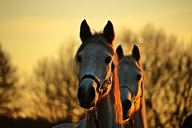 découvrez les enjeux de la responsabilité en cas d'accident lié à un cheval. informez-vous sur les obligations légales des propriétaires, les assurances disponibles et les étapes à suivre pour protéger vos droits. que vous soyez cavalier ou propriétaire, soyez préparé en cas d'imprévu.
