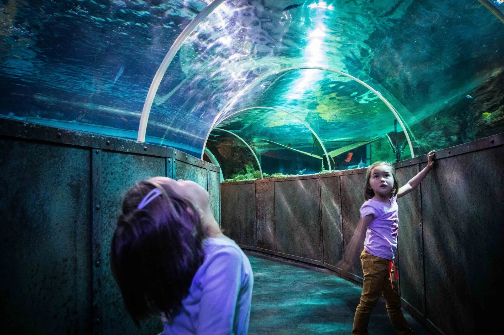 découvrez les aquariums incontournables en france, des lieux fascinants où la biodiversité marine prend vie. explorez des espèces colorées et plongez dans un univers aquatique fascinant pour toute la famille.