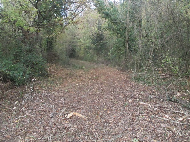 découvrez le marché de seissan, un lieu unique où se mêlent producteurs locaux, artisanat et gastronomie. profitez d'une ambiance conviviale tout en savourant des produits frais et de qualité.