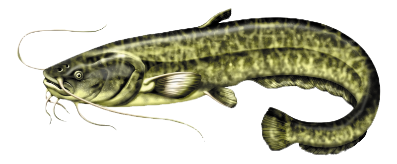 découvrez tout sur le silure, un poisson d'eau douce impressionnant : habitat, alimentation, caractéristiques et conseils pour l'observer ou le pêcher.