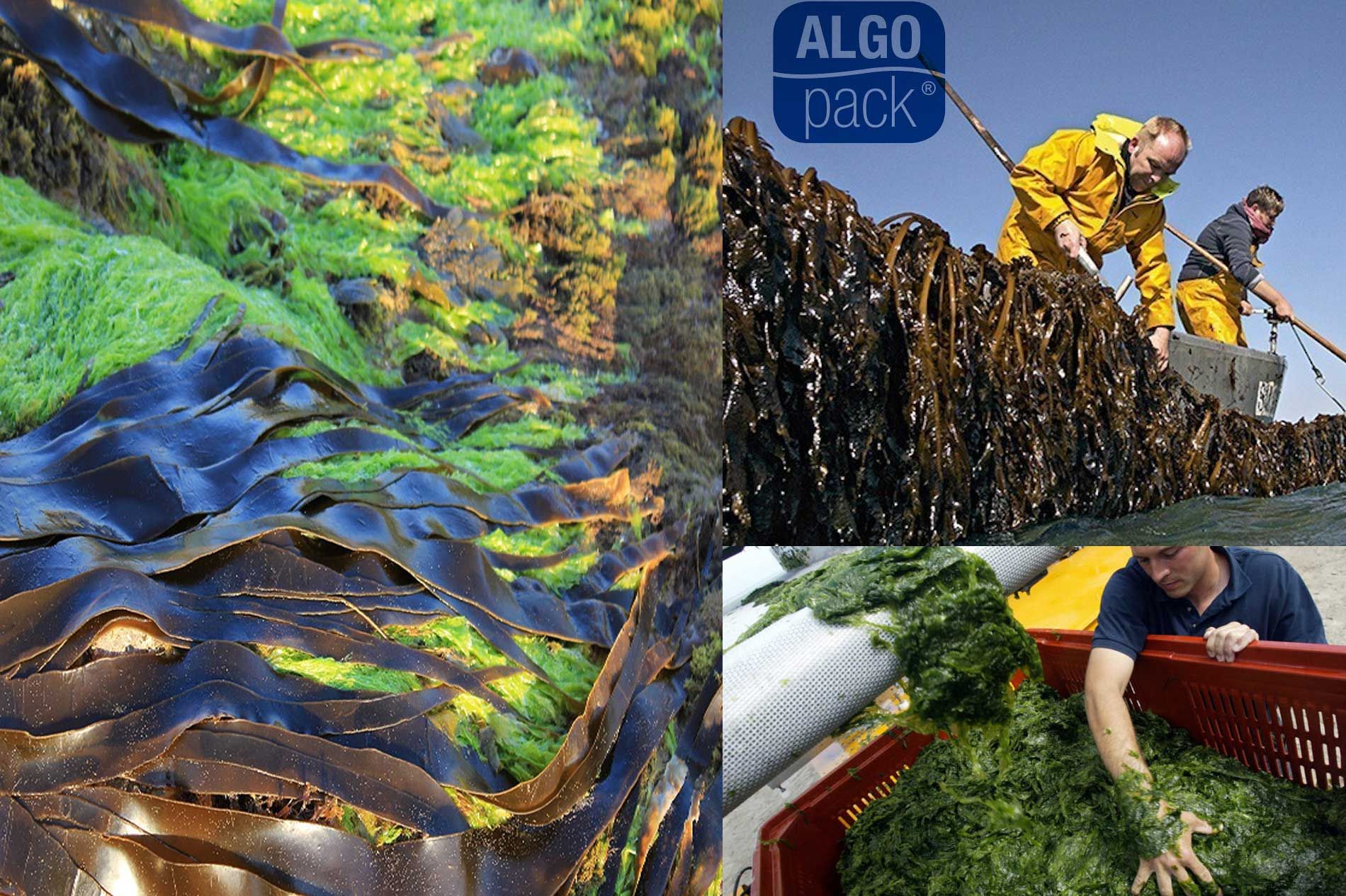 découvrez l'algoculteur : le métier innovant dédié à la culture des algues, ses avantages écologiques, ses débouchés et son rôle clé dans l'alimentation durable et les biotechnologies.