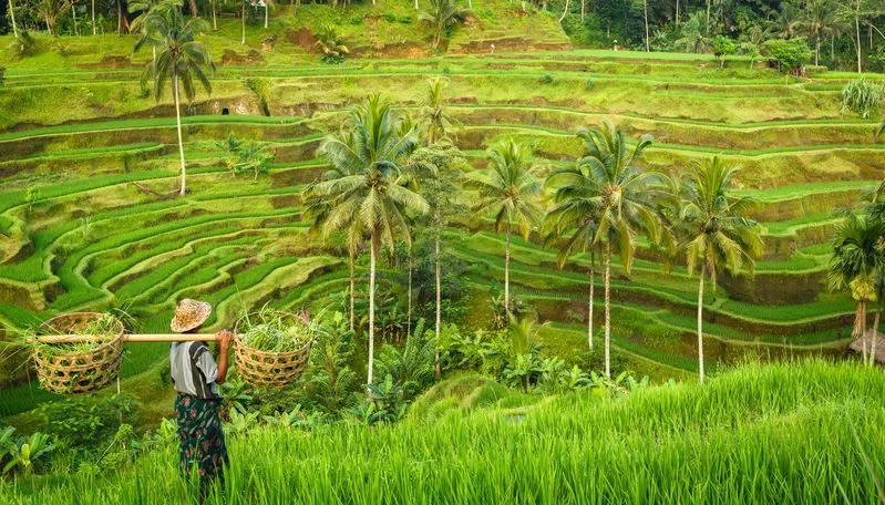 découvrez la beauté envoûtante des rizières d’ubud à bali : paysages verdoyants, promenades paisibles et immersion culturelle au cœur de la nature balinaise.